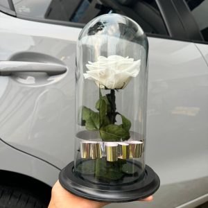 Rosa Preservada Blanca