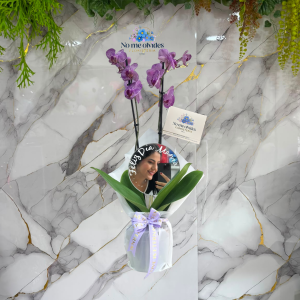 Planta de Orquidea Phalaenopsis en Cali