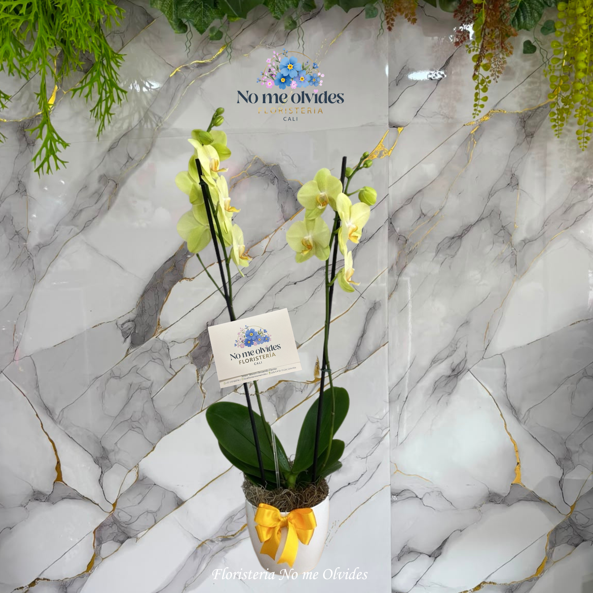 Mata de Orquídea en Cali