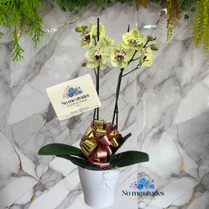 Planta de Orquidea Phalaenopsis en Cali